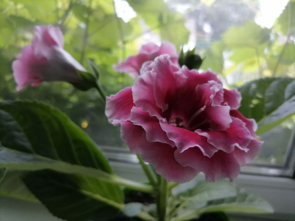 Первое цветение глоксинии Брокада махровая, фото автора