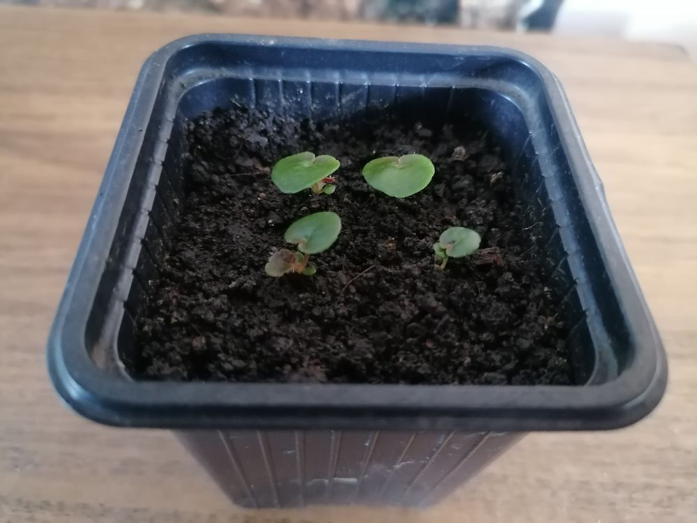 Всходы клубневой бегонии Скарлет, фото автора