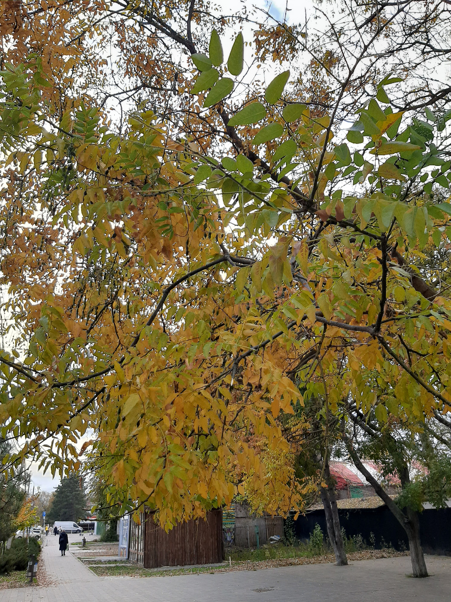 Ноябрь. Осень в Анапе