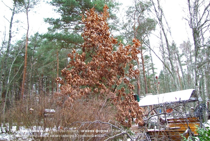 Зимний дуб: вымысел или реальность?