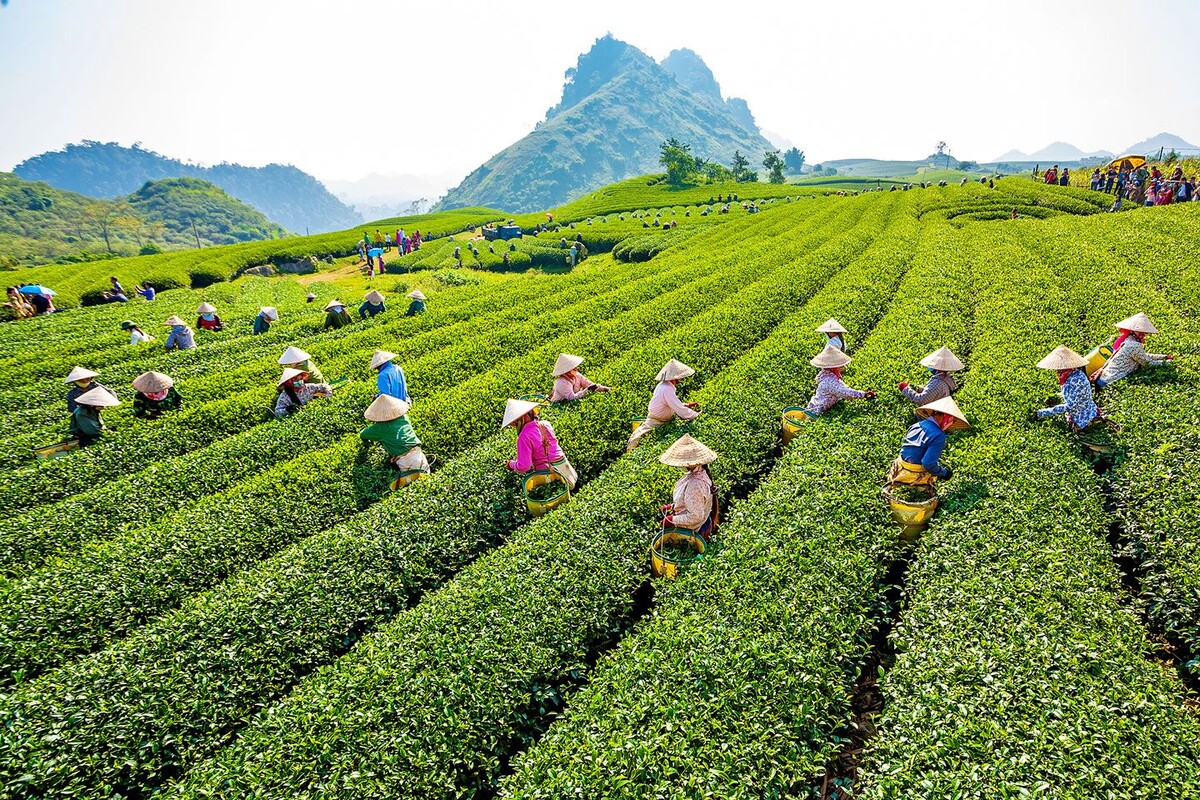 На чайной плантации.