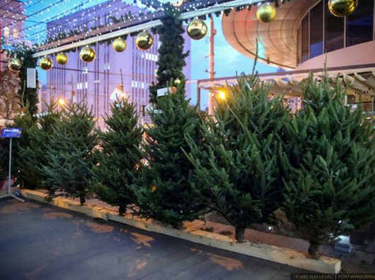    Елочный базар // фото: пресс-служба Администрации Ростова-на-Дону