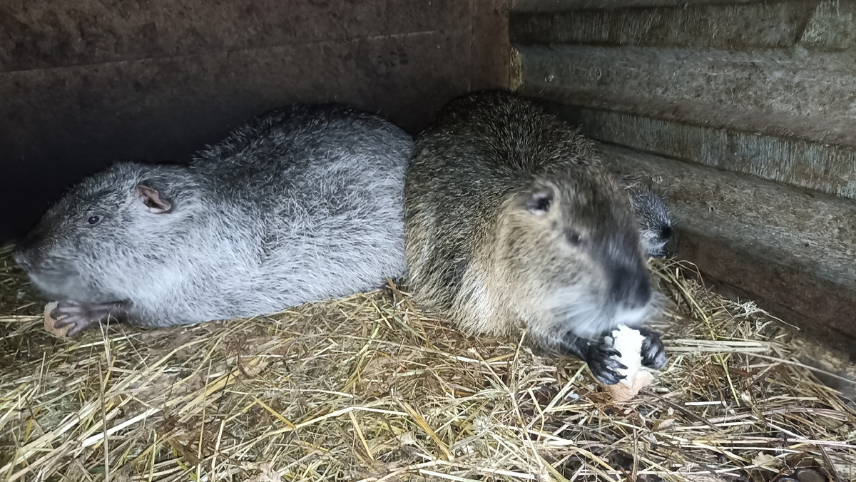 Тушканиха снутрятами