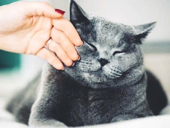 Как правильно гладить кошек?Кто придумал, что кошек надо гладить