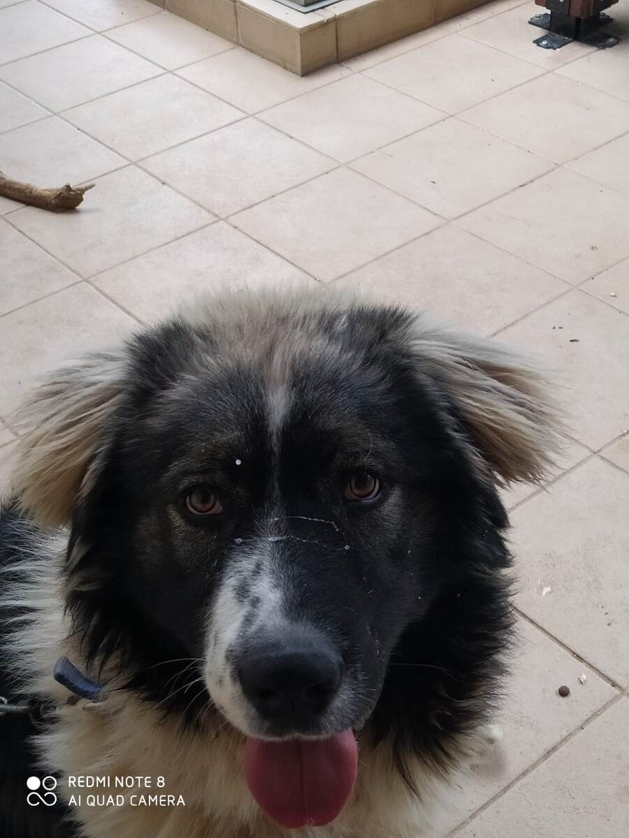 Фидель 6 месяцев.