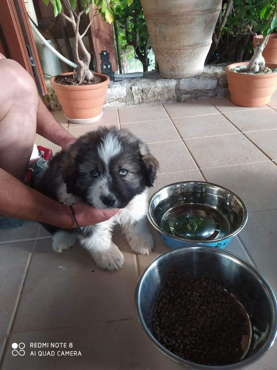 Фидель первый день дома.