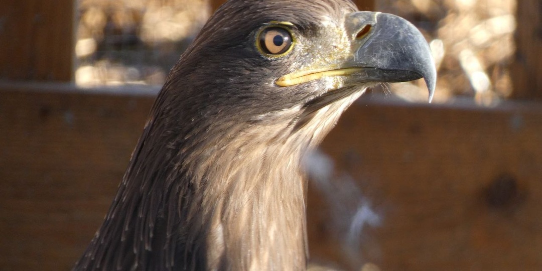 На фотографиях птицы одного вида