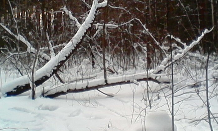 Заблудиться в зимнем лесу проще простого / Фото: Vostok.Today