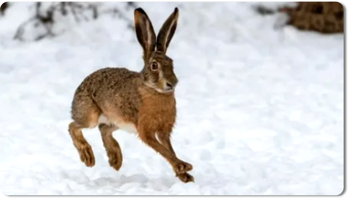 Заяц-русак - крупный представитель семейства зайцевых, обитающий в открытых пространствах Евразии и Африки