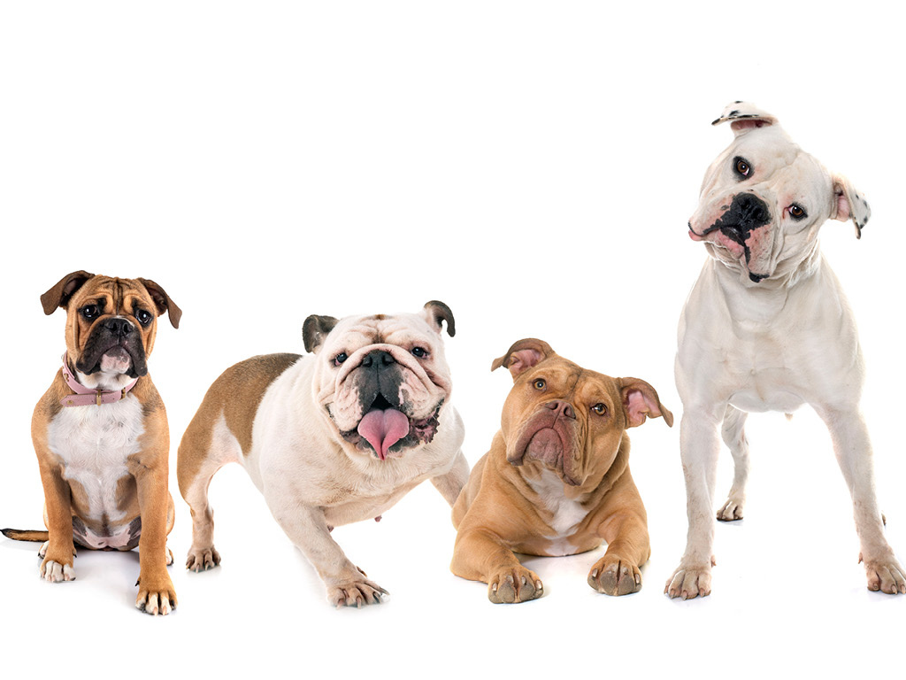 Грации мира бульдогов: найдите отличия!