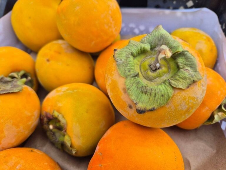    В Оренбуржье задержали почти 40 тонн заражённой хурмы из Узбекистана Оренбуржье