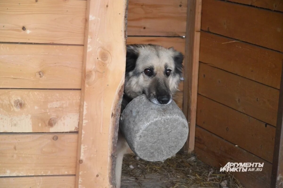    В Прикамье мужчина засудил соседку за создание приюта для собак на участке