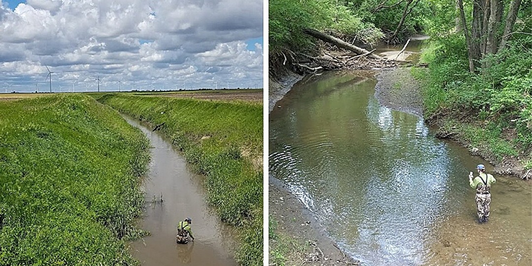 Леса на сельхозсемлях способствуют богатству биоразнообразия