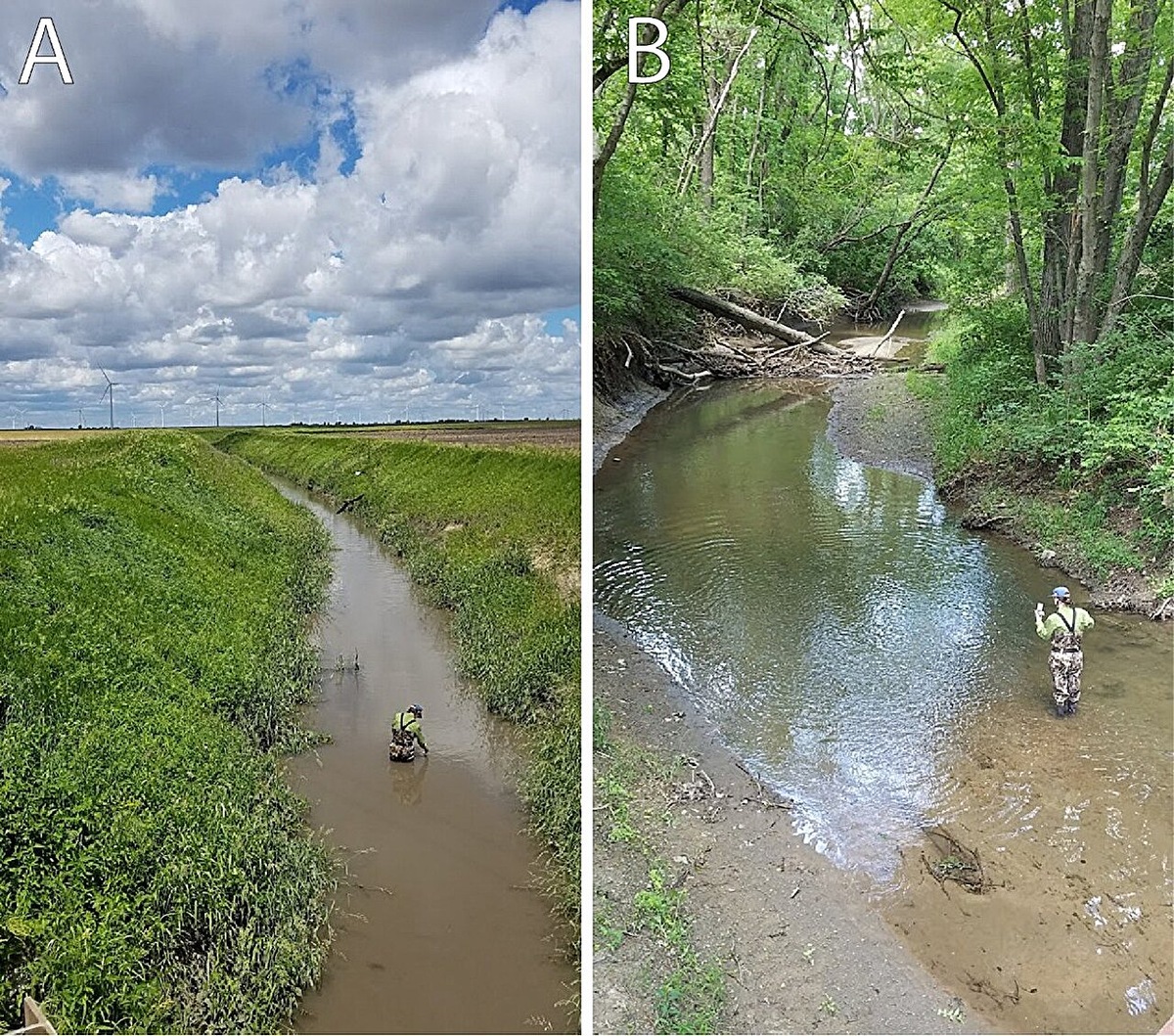 Фото: Eric Larson, University of Illinois Urbana-Champaign