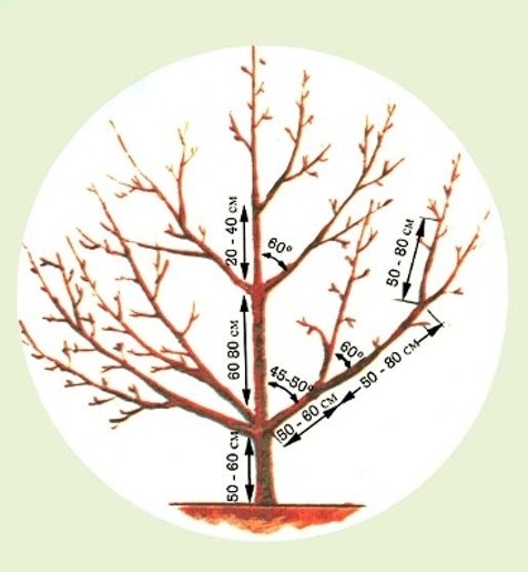 Строение кроны дерева. 