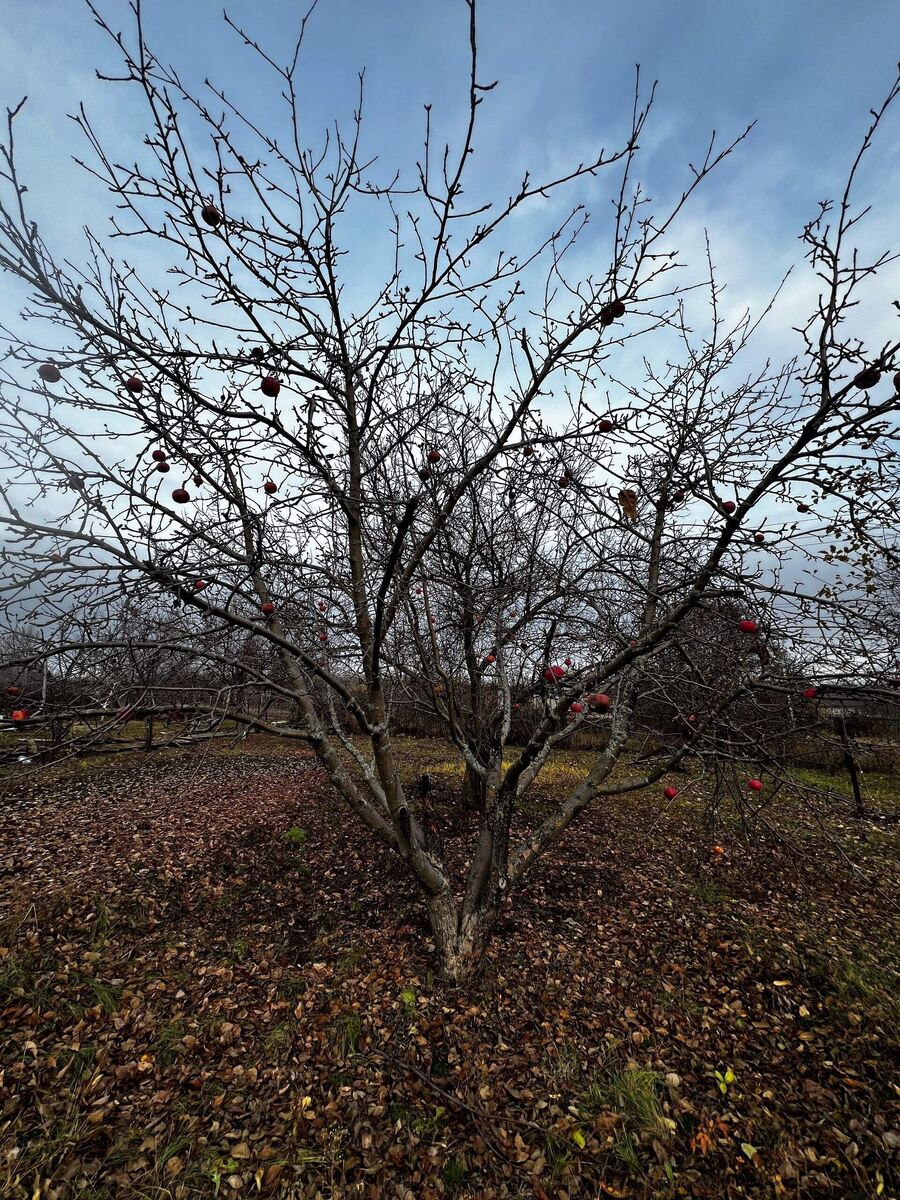 Многоствольность. 