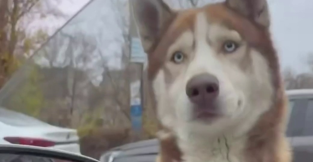 Неуловимый хаски два месяца ездил на автобусах в Волгограде