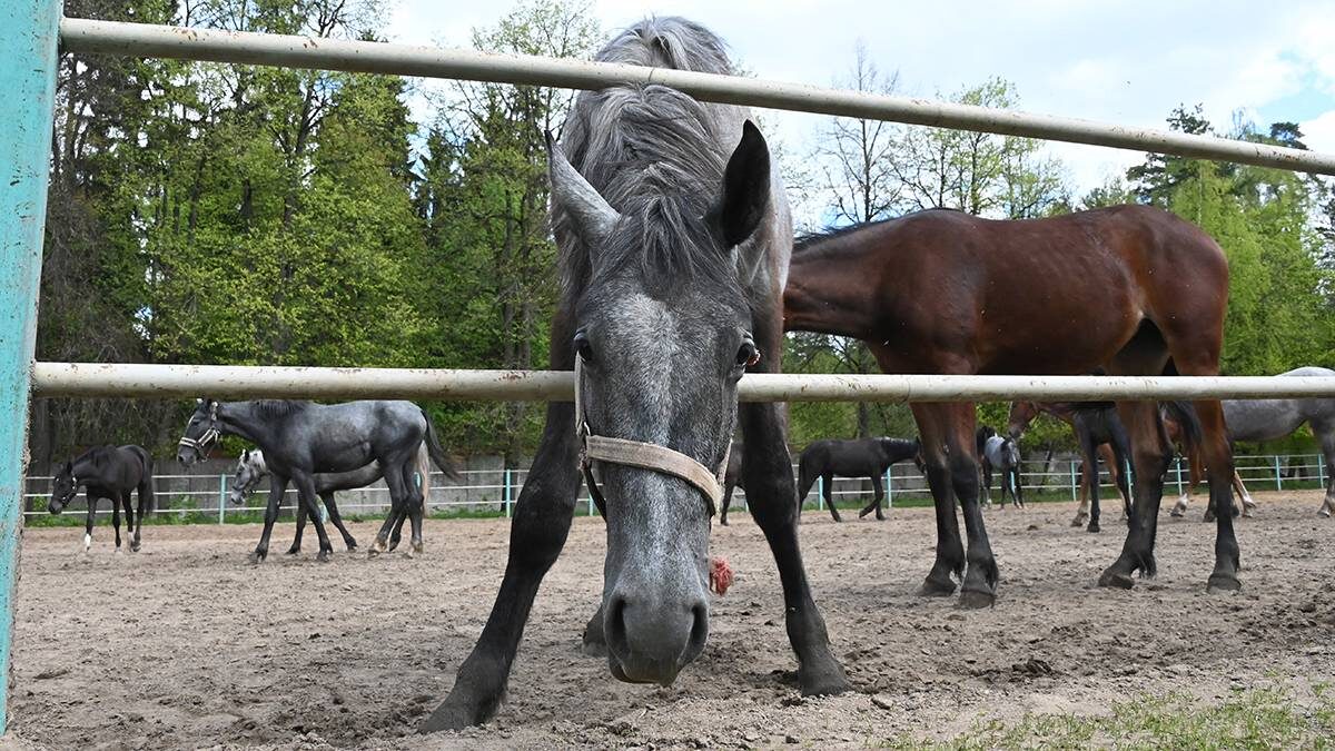    Фото: Мария Хапцова / Вечерняя Москва