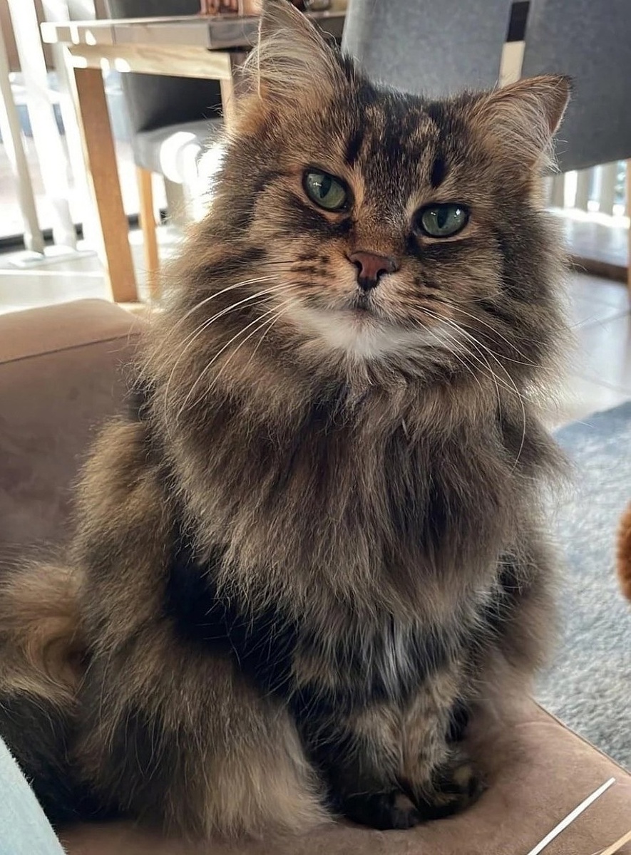 один шикарный котик