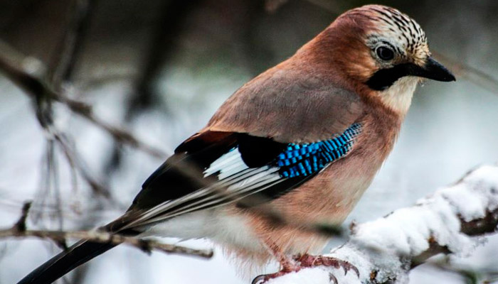 На 11 декабря в народном календаре приходится Сойкин день. Фото: pxhere.com