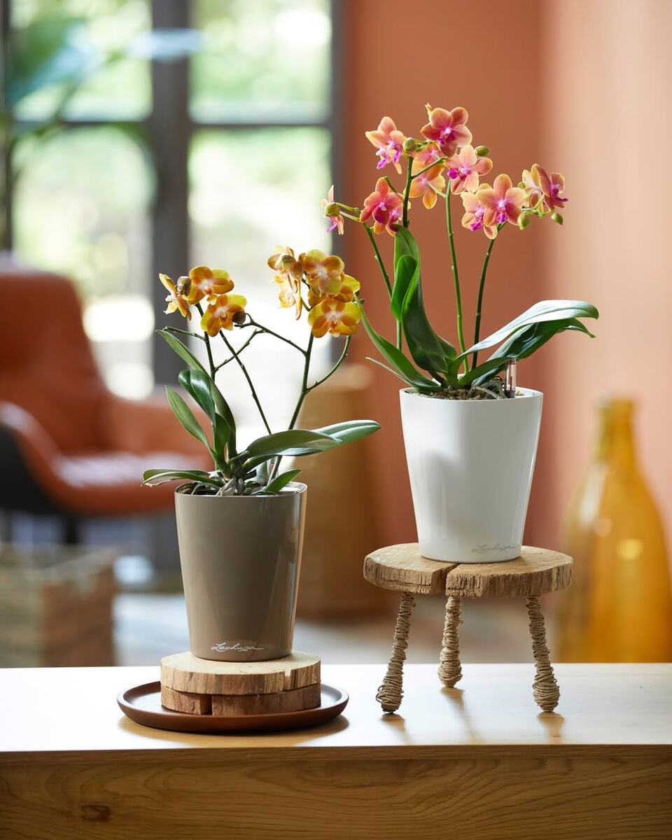 Орхидея в кашпо с автополивом Delta, Lechuza (фото с просторов интернета)