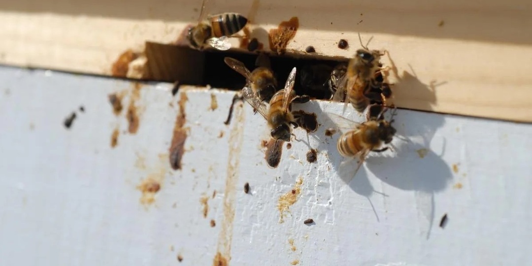 Что делать если пчёлы весной опоносились