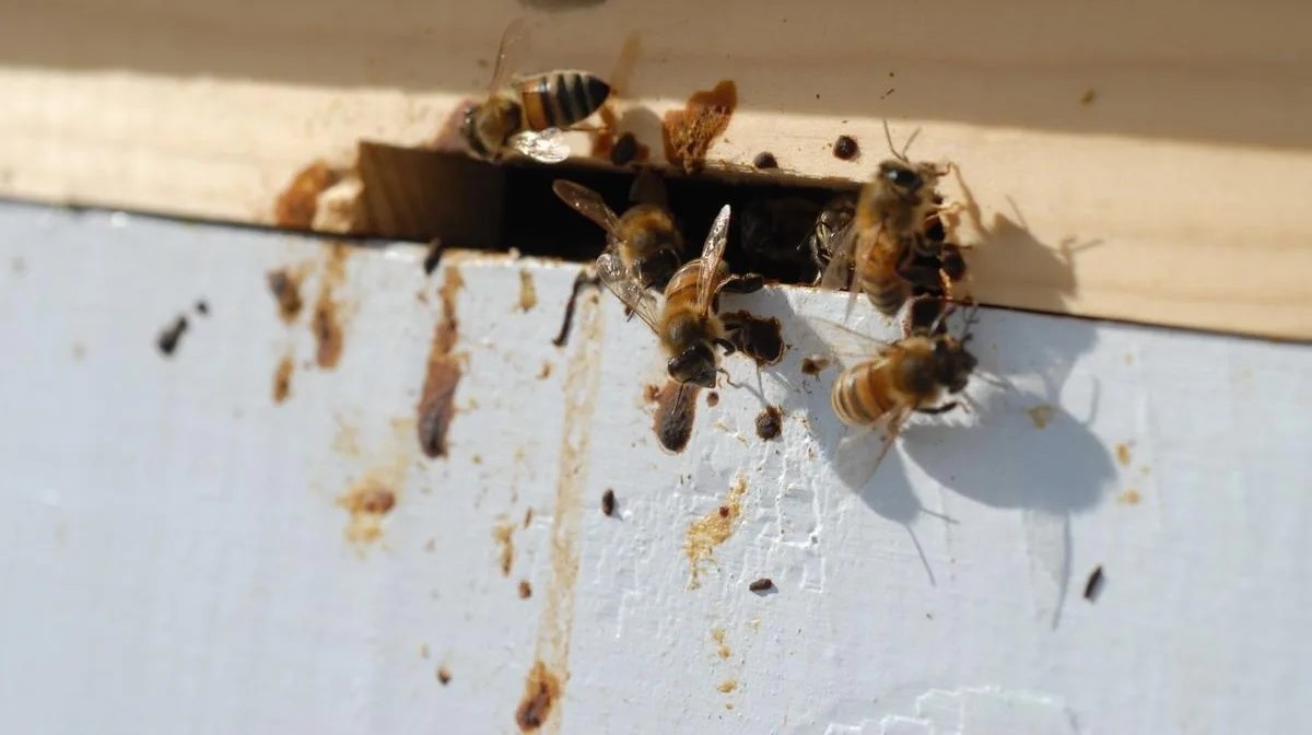 Пчелы опоносились