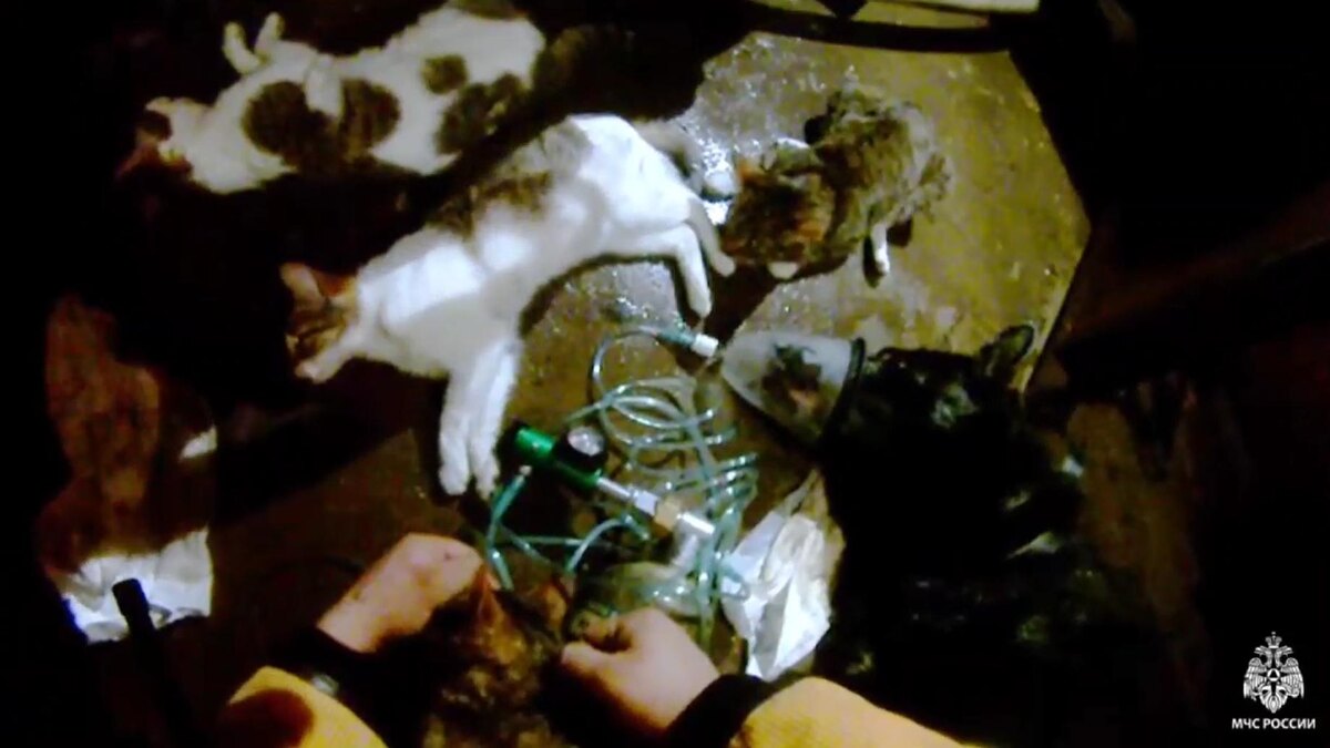    Фото: t.me/mchspetersburg