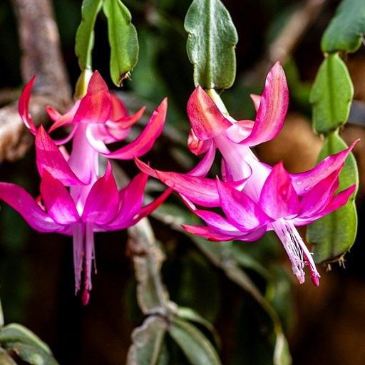    Зимний цветок декабрист Кристина Борунова