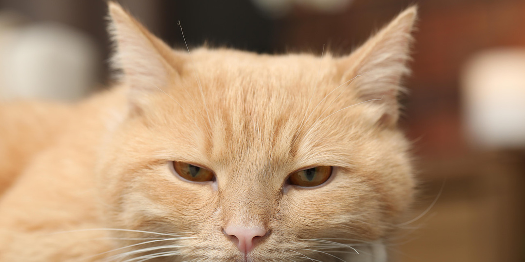 Может ли кошка скучать?