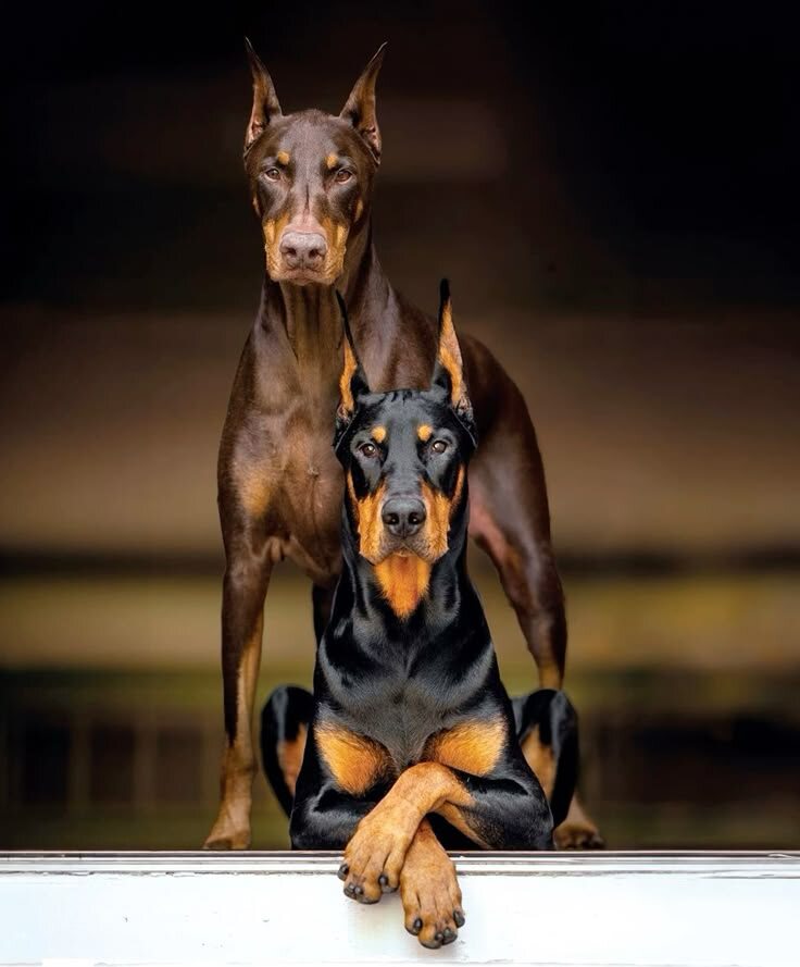 Совместимость Собаки