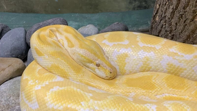     Змея. Питон. Кристина Тарасова