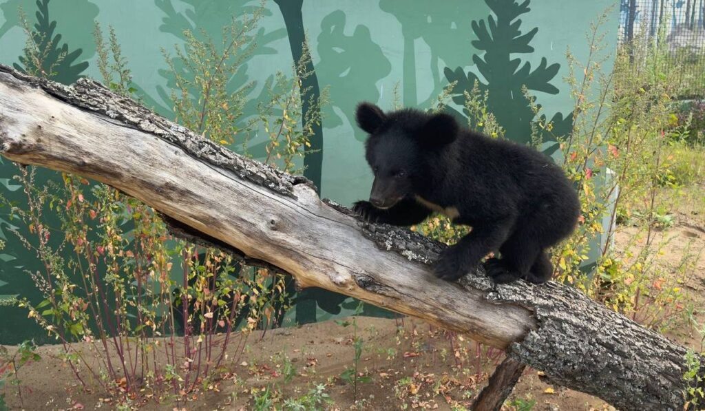    Фото: пресс-служба Пермского зоопарка Ульяна Бажанова