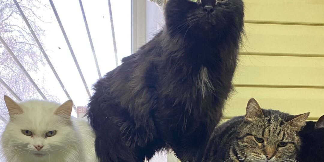 Узнали котиков