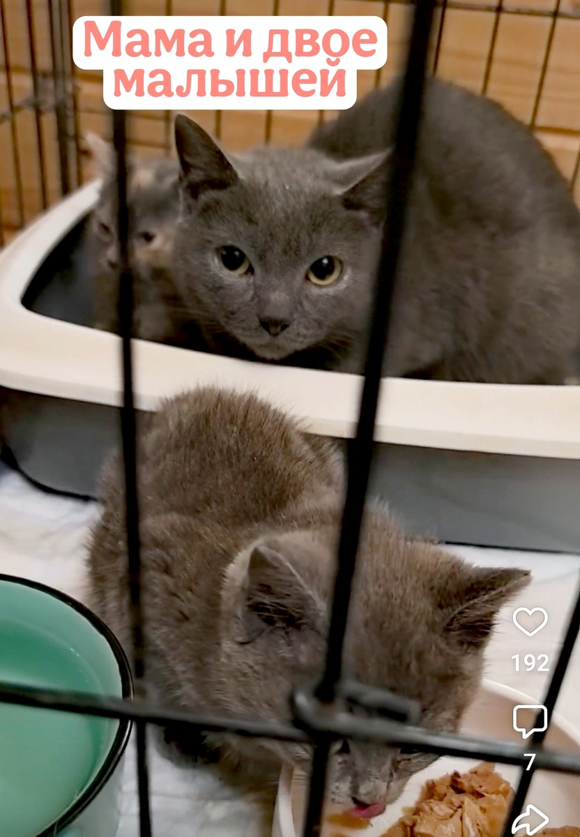 Семейка, у которой до сих пор нет имени, потому что мне некогда об этом подумать