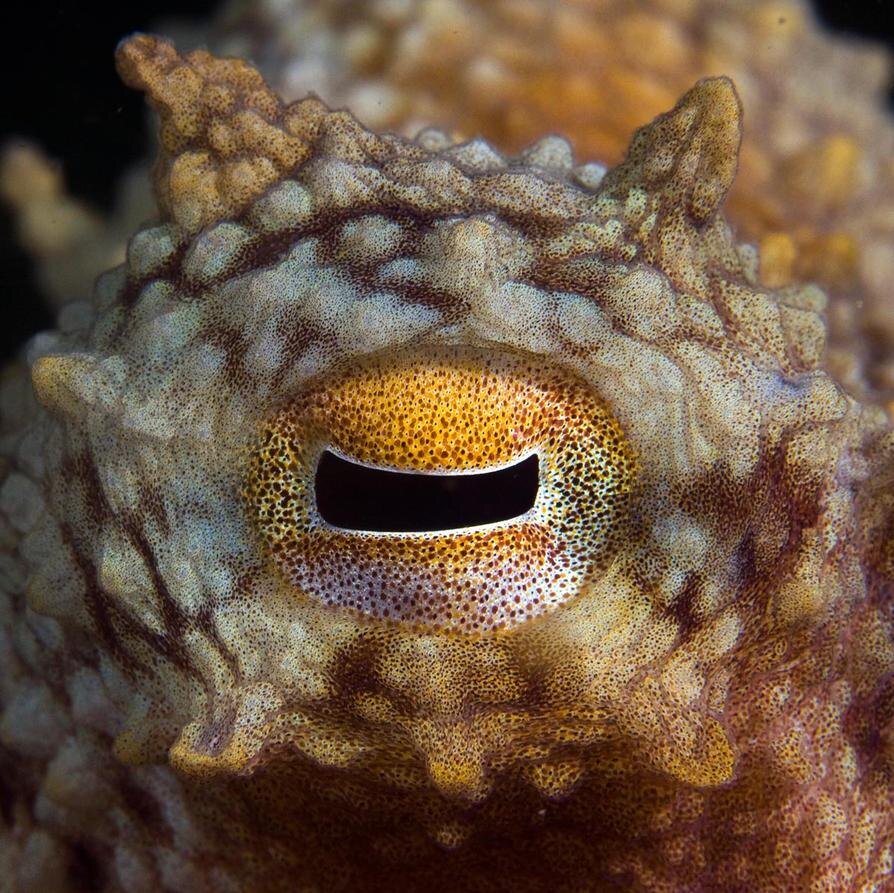 Глаза, которые видели эволюцию задолго до нас.