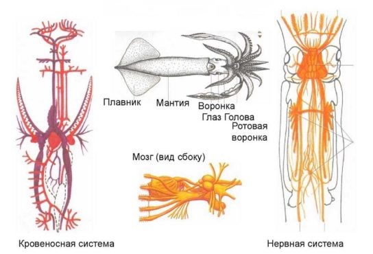 Три мотора для жизни на высоких скоростях
