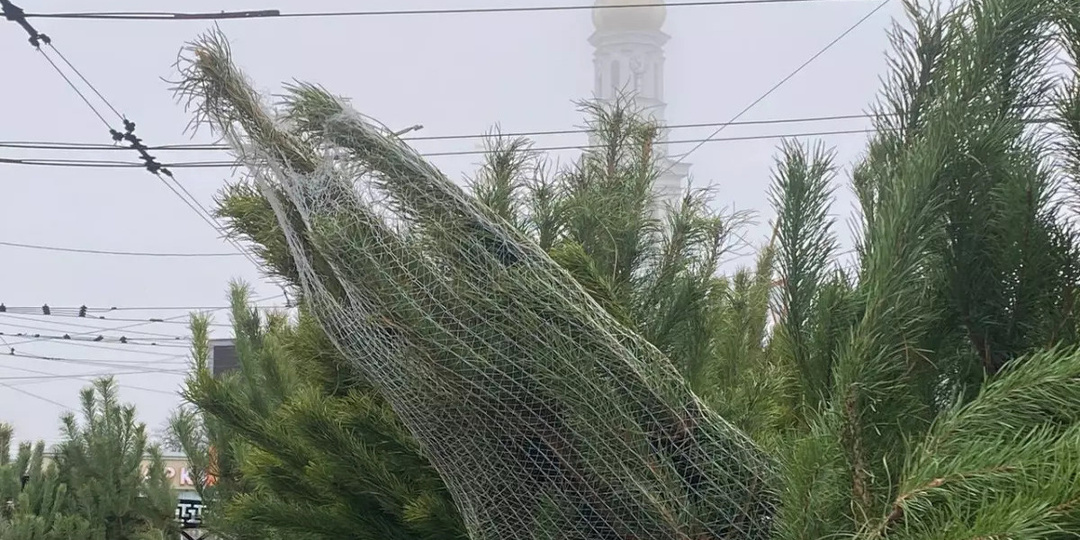 Жителям Ростовской области может грозить уголовное преследования за самовольный сруб елки