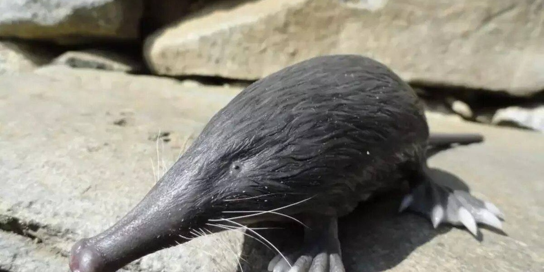 Пиренейская выхухоль: Похож на ошибку эволюции, но это идеальный водный хищник!