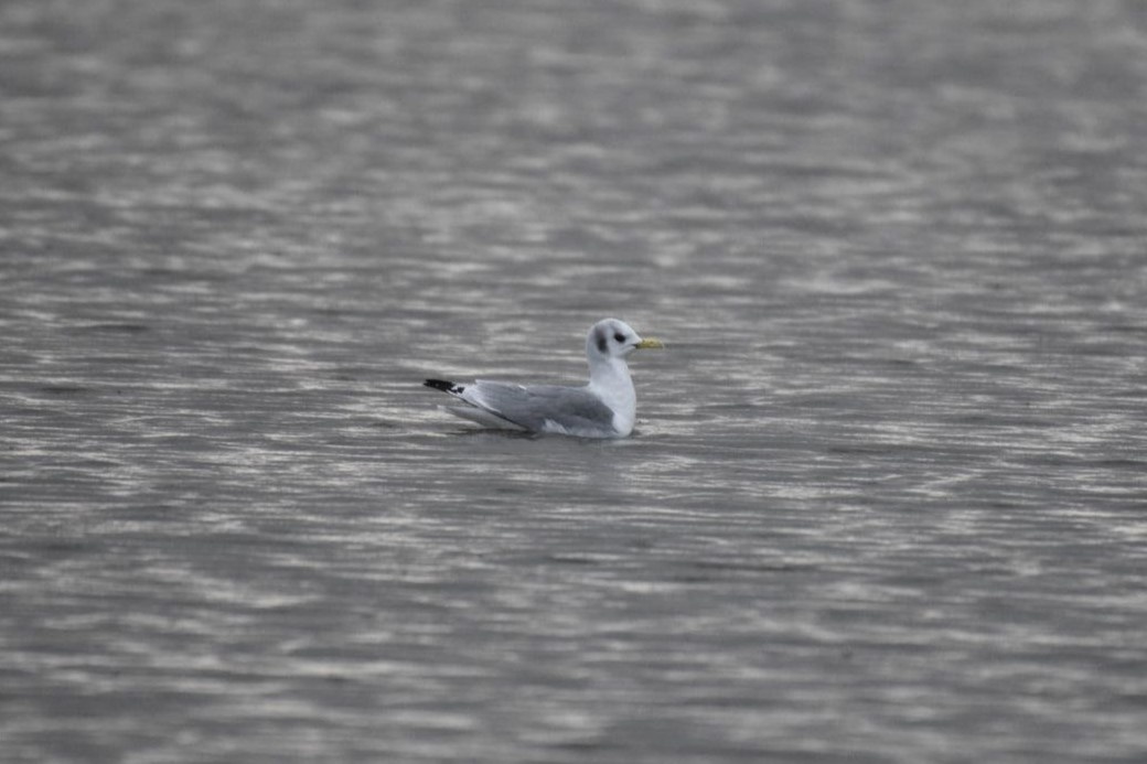 Чайка-моевка