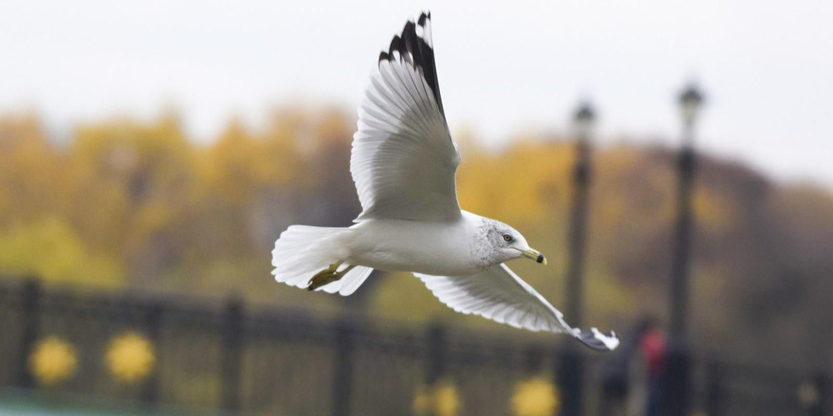 Чайка Дэлаверская