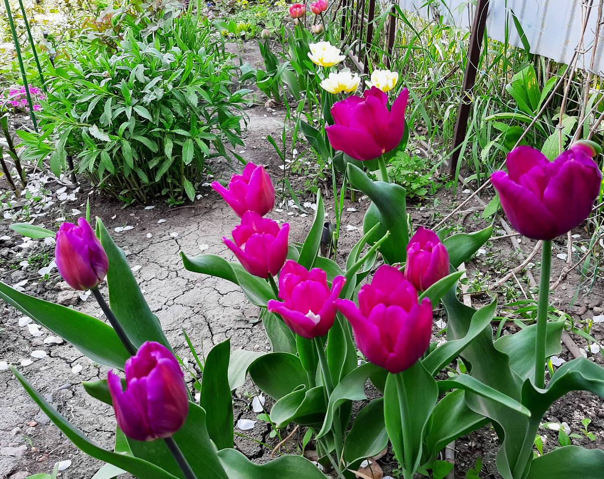 Вот слева на фото видны поражённые цветы