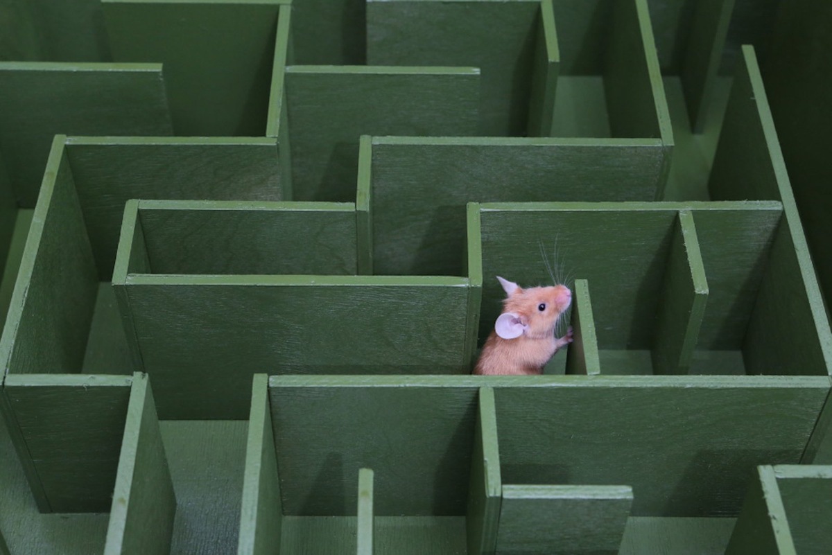    Инструмент для анализа поведения мышей в трехмерных лабиринтах создали в МГУ.