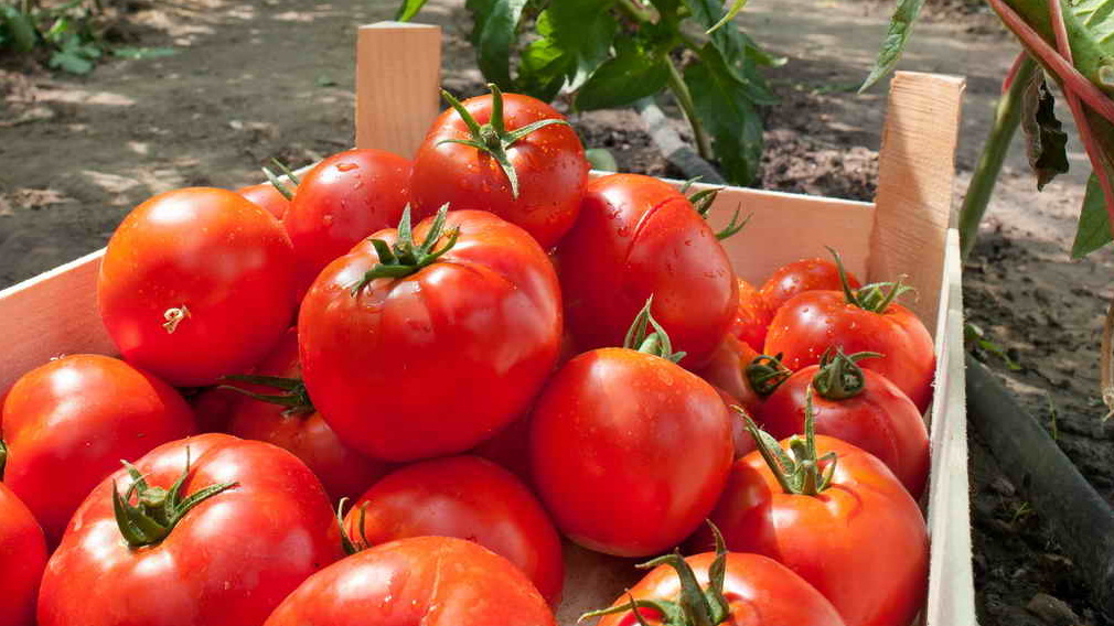 Проверенные сорта томатов