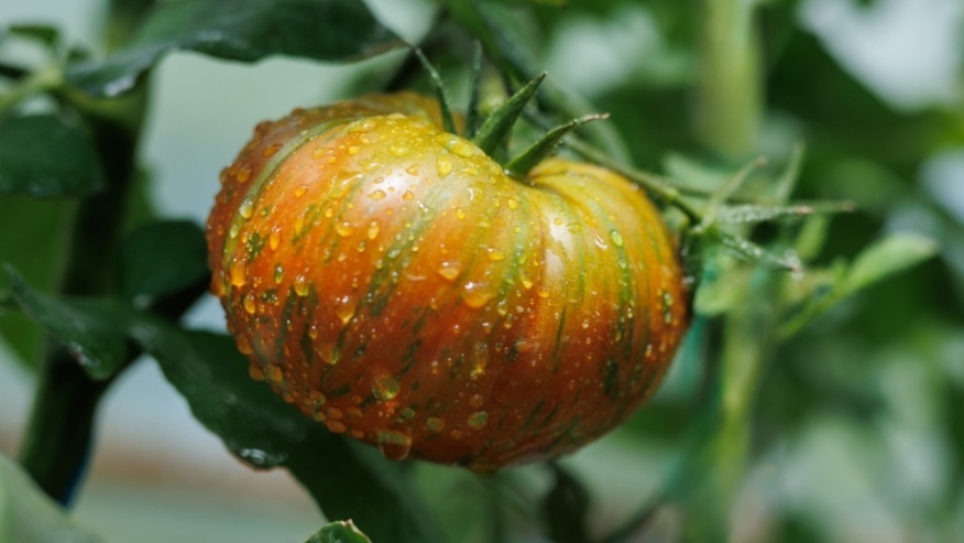 Амурский тигр - красив только на фото, а на деле одни проблемы