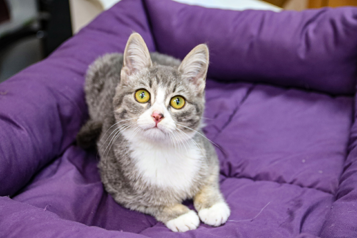 Здоровая, активная и невероятно ласковая кошечка! 