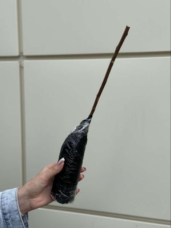 Саженец в состоянии покоя (спящий)