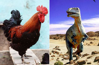 В каждом петухе дремлет настоящий ящер.