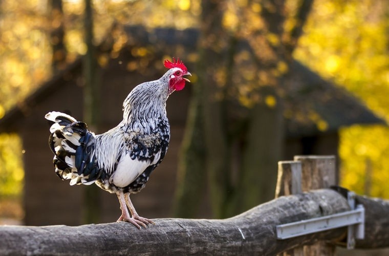 140 децибел — это громче бензопилы!