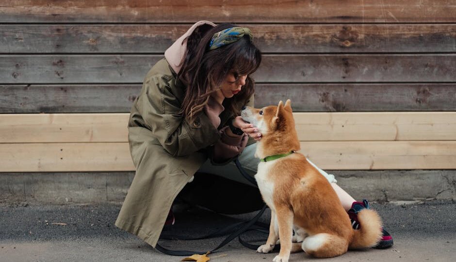 5 команд, которые должна знать ЛЮБАЯ собака: учим в правильном порядке